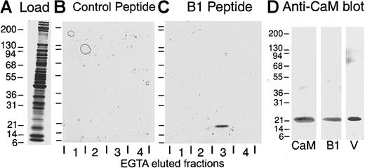 Fig. 5. Affinity chromatography of whole-platelet lysates. / (A) SDS–5%-to-20% polyacrylamide gel of platelet lysate electrophoresed under reducing conditions and stained with Coomassie blue. (B-C) Protein from platelet lysate (A) that had bound to a control peptide column (B) or a GPIbβ (R149–L167) peptide-agarose column (B1 peptide) (C) was eluted with 10 mM EGTA in the washing buffer. Eluted 2-mL fractions1-4 were analyzed on SDS–5%-to-20% polyacrylamide gels under reducing conditions and stained with Coomassie blue. (D) Immunoblot with anticalmodulin monoclonal antibody of purified bovine calmodulin (CaM), the 22-kd protein isolated from platelet cytosol by EGTA elution from the GPIbβ peptide column (B1) or a GPV (K529–G544) peptide-agarose column (V). The proteins were electrophoresed on SDS–5%-to-20% polyacrylamide gels, electrotransferred to nitrocellulose, and visualized by means of a peroxidase-conjugated anti–mouse IgG and the ECL reagent.