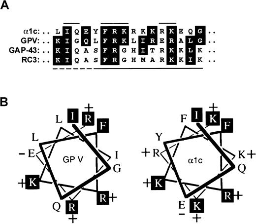 Fig. 6. Sequence comparison of the GPV cytoplasmic tail and the IQ motif. / (A) Alignment of the cytoplasmic sequence of GPV, K529–G544,18 with the conserved IQ motif of the L-type ion channel subunit α1c,21RC3/neurogranin,3031 and GAP-43.3233 The solid lines above the α1c sequence indicate residues that form the IQ motif. The lower line indicates residues minimally required for calmodulin binding by RC3 (solid line), while additional upstream residues involved in the Ca++-sensitive interaction include those indicated by the dashed line.32 (B) Helical wheel representation of the GPV sequence (K529–G544) compared with the sequence of α1c.