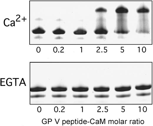Fig. 7. Interaction of the GPV cytoplasmic peptide and calmodulin. / Nondenaturing gel shift of calmodulin (0.3 nmol) in the presence of increasing concentrations of the GPV synthetic peptide, based on K529–G544. Upper and lower panels are in the presence of 1 mM Ca++ or 10 mM EGTA, respectively. Gels were stained with Coomassie blue.