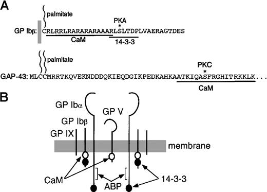 Fig. 8. Map of the calmodulin-binding subunits of the GPIb-IX-V complex. / (A) Cytoplasmic domain of GPIbβ17 showing sequences that interact with calmodulin (this study), and the RXSXTXP motif that interacts with 14-3-3ζ.13 The asterisk indicates the phosphorylation site at S166.35 The structure of GPIbβ is compared with that of GAP-43.3132 (B) Schematic representation of GPIb-IX-V showing locations of sequences that bind calmodulin (this study), 14-3-3ζ,12-14 and actin-binding protein.3637