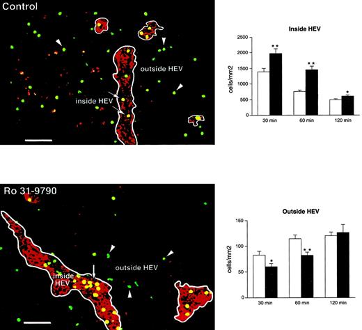 Fig. 3. Ro 31-9790 arrests lymphocytes in the walls of HEVs and prevents entry into LNs. / The HEC lining HEVs in LN sections was stained with mAb MECA 79 and CFSE-labeled lymphocytes recorded as either inside HEVs or outside HEVs at 30, 60, and 120 minutes after injection. Representative images showing the localization of CFSE-labeled lymphocytes inside (arrows) and outside HEVs (arrowheads) in control and Ro 31-9790-treated mice are shown. Histograms show mean number of CFSE-labeled lymphocytes/mm2 ± SEM pooled from inguinal and brachial LNs of 9 (30 and 60 minutes) or 3 mice (120 minutes) treated with Ro 31-9790 (solid bars) or vehicle (open bars). **P < .005; *P < .05. Bar indicates 50 μm.
