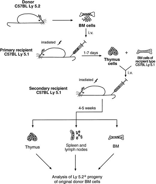 Fig. 1. Scheme of the secondary cell transfer experiment. / For details, see “Materials and methods.”