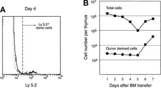 Fig. 2. Number of total cells and donor-derived cells in the recipient thymus after IV BM transfer. / T-cell– and mature B-cell–depleted C57BL/6 BM cells (25 × 106) were injected intravenously into irradiated Ly-5.1 recipients. Thymocytes of the recipients were harvested at indicated days after BM transfer, stained with anti–donor type Ly-5.2 antibody, and analyzed by flow cytometry. Donor-derived cells were revealed by gating for Ly-5.2+ cells. An example of Ly-5.2 staining on the recipient thymocytes 4 days after primary BM transfer is shown by the solid line, and the isotype-matched background staining is shown by the dotted line in panel A. Number of total thymocytes per thymus (closed squares) was counted, and number of donor-derived cells (closed circles) was calculated from the proportion of Ly-5.2+ cells, as shown in panel B.