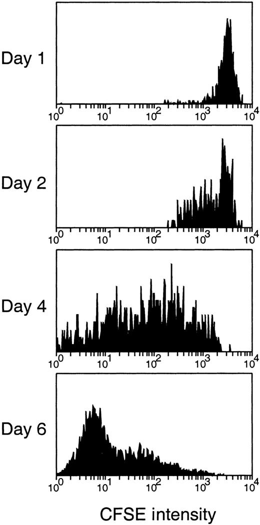 Fig. 3. Detection of cell division of the thymus-seeding cells after IV transfer of CFSE-labeled BM cells. / CFSE fluorescence intensity of the thymus-seeding cells (Ly-5.2+) was measured at the time indicated after BM transfer. Note that because BM represented a heterogeneous population of cells, the fluorescence intensity of initial labeling obtained was broader than with lymphocytes, and the division produced a wide spread of fluorescence rather than discrete peaks.