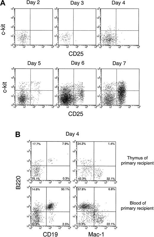 Fig. 4. Phenotype of the small number of donor-derived cells in the recipient thymus after BM transfer. / C57BL/6 (Ly-5.2) T-cell– and mature B-cell–depleted BM cells (25 × 106) were injected intravenously into lethally irradiated Ly-5.1 recipient mice. Thymocytes were harvested from Ly-5.1 recipient mice at indicated days after transfer, stained for Ly-5.2 plus other markers, and analyzed by flow cytometry. (A) Expression of c-kit and CD25 on donor-derived cells. (B) Expression of B220, CD19, and Mac-1 on donor-derived cells.