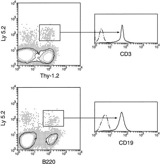 Fig. 8. Normal T-and B-lineage cells of original donor BM origin were produced by secondary transfer of cells from the primary recipient thymus. / Cells from the thymus of the primary recipients were harvested 5 days after the original BM transfer, then injected intravenously into secondary recipients. Cells from the spleen and lymph nodes of secondary recipients 4 weeks after secondary transfer were then analyzed, as in Figure 5. The original BM-derived Ly-5.2+Thy-1.2+ and Ly-5.2+B220+ cells were further examined for the expression of CD3 and CD19, respectively. All original BM-derived Thy-1.2+ cells were also CD3+, and all the original BM-derived B220+ cells were also CD19+. Dots and dashes represent background staining.