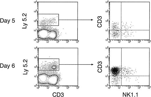 Fig. 9. Reconstitution of NK and NKT cells in the spleen and lymph nodes of secondary recipients. / Thymus cells from the primary recipients 5 and 6 days after initial BM transfer were injected intravenously into secondary recipients and were then analyzed 4 weeks later. The procedures for cell transfer are the same as described in Figure. 5. Donor-derived NK and NKT cells were revealed by staining cells for Ly-5.2, together with CD3 and NK1.1. Expression of NK1.1 and CD3 on the donor BM-derived cells, gated as Ly-5.2+ cells, is shown.