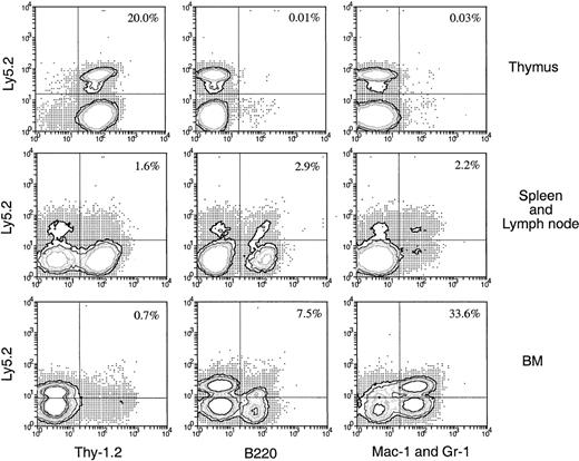 Fig. 11. Hematopoietic lineage reconstitution in the secondary Ly-5.1 recipients when the primary recipients received direct intrathymic injection of BM cells. / Thymus cells from primary Ly-5.1 recipients were harvested 3 days after direct intrathymic injection of T-cell– and mature B-cell–depleted BM cells from C57BL/6 (Ly-5.2) mice, then were transferred intravenously to secondary Ly-5.1 recipients. Cells from the thymus, spleen plus lymph nodes, and BM of the secondary recipients were analyzed 4 weeks after the secondary transfer, as in Figure 5. The result shown in this figure is a representative of 2 such experiments that gave similar results. Each experiment included 2 to 3 recipient mice.