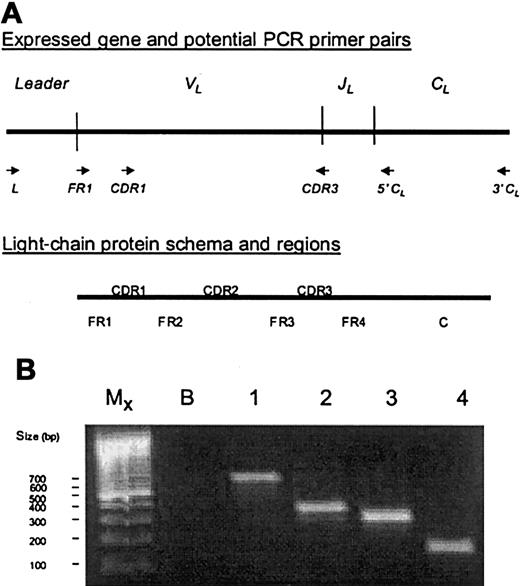 Fig. 1. Light-chain variable region gene, protein, and PCR. / (A) The upper sketch shows the Leader,VL (variable), JL(joining), and CL (constant) gene segments as found in an expressed gene, and the various sets of primers that may be designed to amplify the variable region gene or portions of it. The lower sketch shows a schema of the light-chain protein and its regions. Framework regions (FR1-4) provide structure and usually have few amino acid replacements due to somatic mutation. Complementarity-determining regions (CDR1-3) provide sites for antigen binding and have frequent amino acid mutations due to somatic mutation. The constant region (C) also provides structure. Note that theVJ junction comprises the middle of the CDR3 region. (B) A PCR gel is shown of the same VλVI light-chain cDNA amplified with different sets of primers. Lanes 1 through 4 show segments of different length amplified with primers to different portions of the gene: lane 1, L-3′ CL primers → 708 bp; lane 2, L-5′ CL primers → 435 bp; lane 3, FR1-5′ CL primers → 378 bp; and lane 4, CDR1-CDR3 primers → 231 bp. PCR with unique CDR1-CDR3 primers is useful for detecting minimal residual disease and clonotypic contamination of stem cell components. MX indicates size markers as shown in legend; B, no cDNA blank; bp, base pairs.