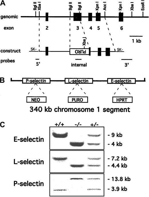 Fig. 1. Targeting of the L-selectin gene to produce triple-null ES cells. / (A) Partial restriction map of the mouse L-selectin locus together with the targeting construct. Exons 2 to 6 are indicated as solid boxes. Most of the lectin domain (exon 3) is deleted and replaced with a puromycin resistance cassette in the orientation opposite to that of the L-selectin gene. The 5′, 3′, and internal probes used to detect the desired homologous recombination event are shown. (B) Schematic representation (not to scale) of the 3 selectin genes with the selectable markers inserted after the L-selectin gene was targeted incis to the original E- and P-selectin mutations. (C) Probing of Southern blots identified wild-type +/+, −/−, and +/− mouse genotypes for all 3 selectin mutations. The E-selectin genotype was identified by 4.3-kb mutant and 7.5-kb wild-type EcoRI fragments respectively10 and the P-selectin genotype by 13.8-kb wild-type and 3.9-kb mutant EcoRV fragments.15 The introduced L-selectin mutation was identified by a 7.2-kb wild-type XbaI fragment and a 4.4-kb mutant fragment. The blots show that the mutations segregate together, creating triple-selectin–null mice.