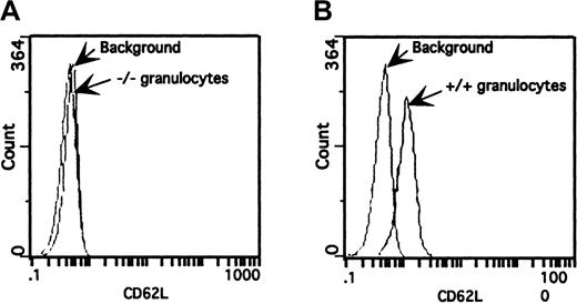 Fig. 2. Surface expression of L-selectin on granulocytes from wild-type (+/+) and triple-null (−/−) mice. / Peripheral blood was incubated with FITC-conjugated MEL-14 mAb and analyzed by flow cytometry. The fluorescence histogram is representative of those from several mice (n = 6) from different litters on a 4-decade log scale. (A) Granulocytes from triple-null (−/−) mice overlaid on a granulocyte population incubated with an isotope-matched mAb. (B) Granulocytes from wild-type (+/+) mice stained with FITC-labeled MEL-14 mAb produced a pronounced shift in fluorescence over background fluorescence.