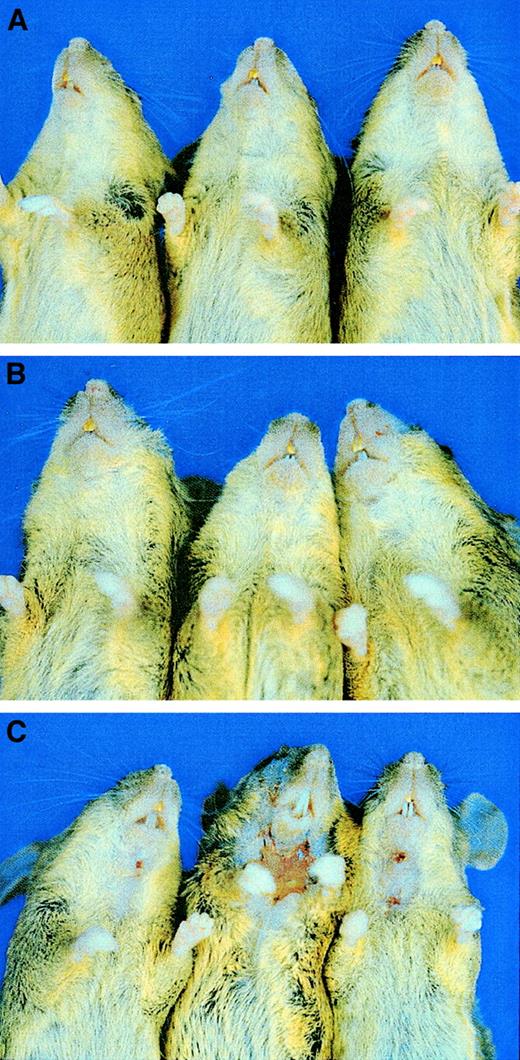 Fig. 6. Reduction in skin disease in E/L/P triple-mutant mice compared with E/P double-mutant mice. / Introduction of the L-selectin mutation virtually eliminated the severe skin lesions that were observed in nearly all the E/P double mutants. (A) Three 15-month-old +/+ control mice (second filial generation of mixed C57BL/6 and 129/SvEv background). (B) Three 15-month-old E/L/P triple-mutant mice of mixed background. None of the more than 30 triple-null mice observed until 15 months of age showed any sign of skin lesions and all appeared generally healthy, as shown here. (C) The 3 mice in which lesions developed at 5 to 6 months of age. The few lesions observed in the triple-null mice (3 of 156 mice) were not as severe grossly or histopathologically as those in the E/P double-null mice.