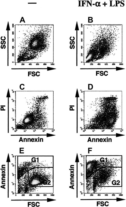 Fig. 1. Quantification of apoptosis by FACS analysis after staining with Annexin V–FITC and propidium iodide. / Density gradient-purified monocytes were cultured for 6 days with GM-CSF plus IL-4 in the absence (A,C,E) or presence (B,D,F) of 1000 U/mL IFN-α plus 1 ng/mL LPS. Shown are the results of a single experiment by 3 alternative modes of representations displaying the forward/side scatter profile (A-B), Annexin V–FITC versus propidium iodide (PI) (C-D), and forward scatter versus Annexin V–FITC (E-F). Gates G1 (apoptotic cells) and G2 (viable cells) were drawn arbitrarily in the representation forward scatter versus Annexin (E-F), because in this representation both populations could best be discriminated. In this experiment cells in gate G1 (apoptotic cells) amounted to 12.2% of total cells in panel E (control culture) and 64.8% in panel F (culture with IFN-α plus LPS), whereas the cells in gate G2 were considered as viable cells (75% of total cells in panel E and 22% in panel F). The small population of lymphocytes (best visible in panel A) amounted to 8.3% of total events in this experiment.
