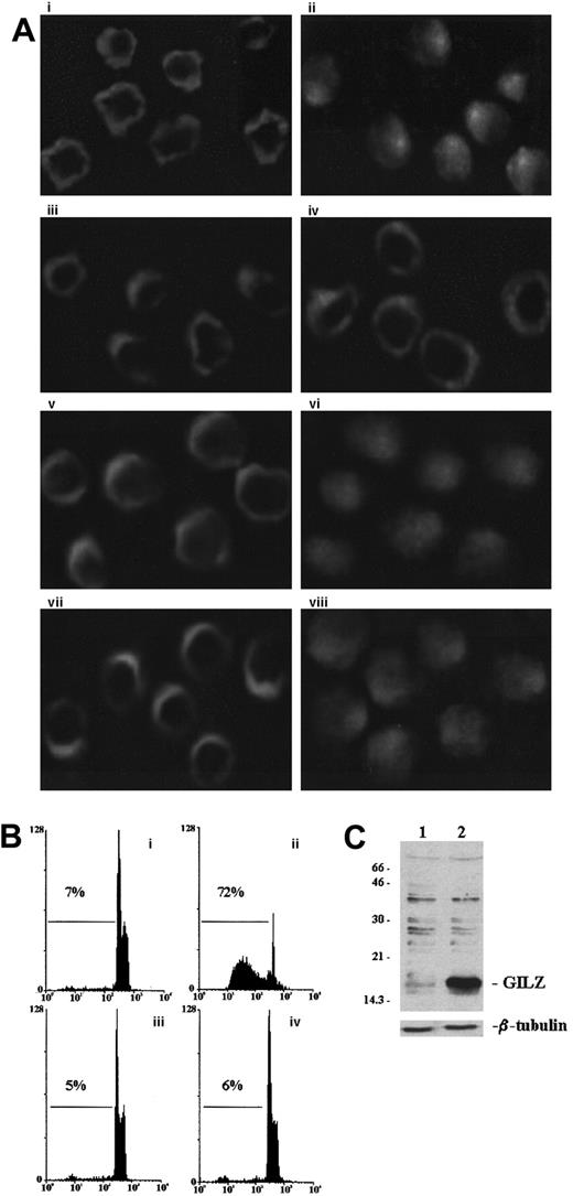 Fig. 5. GILZ inhibits nuclear traslocation of NF-κB. / (A) Immunofluorescence analysis of empty vector–transfected (PV6; i, ii, v, vi) or GILZ-transfected (GIRL19; iii, iv, vii, viii) clones. Cells untreated (i, iii, v, vii) or treated for 2 hours on plates coated with anti-CD3 (ii, iv, vi, viii) were stained with anti-p65 antibody (i, ii, iii, iv) or anti–NF-AT antibody (v, vi, vii, viii) by paraformaldehyde-saponin procedure. (B) Cytofluorimetric analysis of TCR-induced apoptosis in PV6 (i, untreated; ii, treated on plates coated with anti-CD3) and GIRL19 (iii, untreated; iv, treated with anti-CD3) clones as evaluated at 18 hours by PI assay. (C) Western blot analysis of GILZ protein in PV6 (lane 1) and GIRL19 (lane 2) clones. Original magnification: × 900.