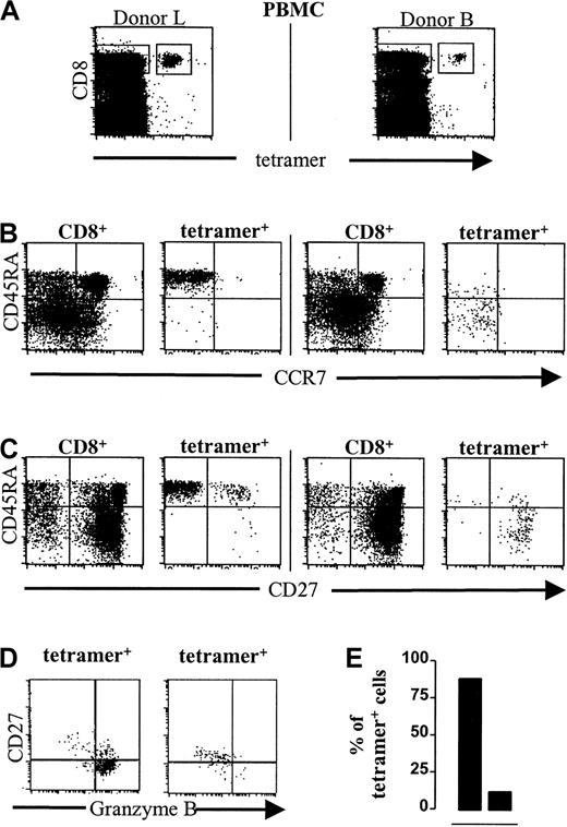 Fig. 4. CMV-specific CD8+ T cells in healthy CMV carriers are CCR7− but can be either CD27+CD45RA− memory cells or CD27−CD45RA+ effector cells. / Dot plots and photographs are from 2 healthy CMV-seropositive, HLA-A2+ individuals; left, donor L; right, donor B. (A) NLVPMVATV–HLA-A2.1 tetramer-APC fluorescence (“tetramer,” x-axis, arbitrary units, log scale) versus CD8-PerCP fluorescence (y-axis, arbitrary units) of lymphocytes gated on forward-scatter and side-scatter parameters. The quadrangles represent the gates for the analyses in panels B and C. Similar gates were used for the experiment represented in panel D. (B) Mouse anti-CCR7/goat anti–mouse-PE fluorescence (x-axis, arbitrary units, log scale) versus CD45RA-FITC fluorescence (y-axis, arbitrary units, log scale) within either gated CD8+ T cells (CD8+) or gated tetramer-positive CD8+ T cells (tetramer+). (C) CD27-PE fluorescence (x-axis, arbitrary units, log scale) versus CD45RA-FITC fluorescence (y-axis, arbitrary units, log scale) within either gated CD8+ T cells (CD8+) or gated tetramer-positive CD8+ T cells (tetramer+). (D) Dot plots gated on tetramer-positive CD8+ T cells from one donor with a predominant effector phenotype (left) and one donor with a memory phenotype (right). CD27-FITC fluorescence (y-axis) versus granzyme B–PE fluorescence (x-axis). (E) Frequencies of granzyme B–positive cells (▪, y-axis, percentage of tetramer-positive CD8+ T cells) from donors with an effector (left bar) or memory (right bar) phenotype.