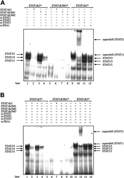 Fig. 2. Activation of STAT molecules. / STAT molecules are constitutively activated in the HD cell lines L428 (A) and L540 (B). Analysis of the DNA-protein complexes formed between nuclear extracts from the L428 using radiolabeled oligonucleotides containing either the consensus or mutated STAT1/3 binding sites, by competition with corresponding unlabeled oligonucleotides. Supershift experiments were performed using antibodies directed against STAT1 and STAT3, and against STAT5 and PEA1 as negative controls. Nuclear extracts (5 μg) were analyzed in a gel retardation experiment using radiolabeled oligonucleotides. The nuclear extracts were incubated with the corresponding STAT1/3 (consensus) or STAT1/3-M1 (mutated GGAA to CTAG) oligonucleotide, the DNA-protein complexes were separated by electrophoresis using a native 4.5% polyacrylamide gel and visualized by autoradiography (Figure 1). Arrows show the position of STAT3 and STAT1 homodimers and heterodimers and supershifted bands; brackets and asterisks indicate the radiolabeled oligonucleotide used.