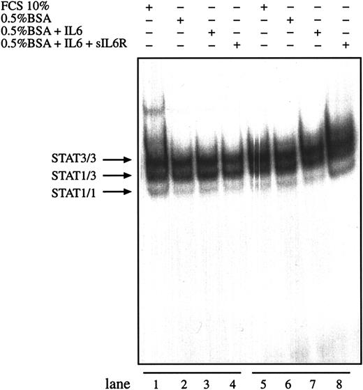 Fig. 5. Activation of STAT3 in HD cell lines is not enhanced by IL-6. / The cell lines L540 (lanes 1-4) and L1236 (lanes 5-8) were cultured as described in “Materials and methods.” The cells were washed twice with serum-free medium and incubated with serum-containing medium (lanes 1 and 5), in 0.5% BSA-containing medium (lanes 2 and 6), in 0.5% BSA-containing medium with 250 U/mL IL-6 (lanes 3 and 7), or in 0.5% BSA-containing medium with 250 U/mL IL-6 and 1 μg/mL soluble recombinant IL-6R (lanes 4 and 8) for 30 minutes. Nuclear extracts (5 μg) of each cell line were analyzed in a gel retardation experiment using radiolabeled oligonucleotides containing the consensus STAT1 and STAT3 binding sites as described in the legend to Figure 1. Arrows indicate the position of STAT3 and STAT1 homodimers and heterodimers.