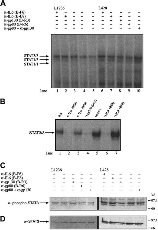 Fig. 6. Constitutive activation of STAT3 in HD cell lines is independent of IL-6, the IL-6R gp80, or gp130. / (A) The cell lines L1236 (lanes 1-5) and L428 (lanes 6-10) were cultured as described in “Materials and methods.” The cells were incubated for 3 days with antibodies against IL-6 (lanes 1 and 6; α-IL-6 B-F6 nonneutralizing, lanes 2 and 7; α-IL-6 B-E8 neutralizing), gp130 (lanes 3 and 8; α-gp130 B-R3), gp80 (lane 4 and 9; α-gp80 B-R6), or gp80 together with gp130 (lanes 5 and 10). Nuclear extracts (5 μg) of each probe were analyzed in a gel retardation experiment using radiolabeled oligonucleotides containing the consensus STAT1 and 3 binding sites as described in the legend to Figure 1. The position of STAT3 and STAT1 homodimers and heterodimers is indicated by arrows. (B) Nuclear extracts from HepG2 cells incubated with IL-6 (250 U/mL) in the absence of an antibody (lane 1), in the presence of neutralizing α-IL-6 (B-E8) antibodies (lane 2), in the presence of nonneutralizing α-IL-6 (B-F6) antibodies (lane 3) and antagonistic α-gp130 (B-R3) antibodies (lane 4) were analyzed for STAT activation. The ability to neutralize IL-6 in the supernatant of L428 cells producing 260 pg/mL IL-6 within 24 hours was tested by incubating L428 cells with neutralizing α-IL-6 (B-E8) or nonneutralizing α-IL-6 (B-F6) antibodies. The L428 supernatants were taken after 20 hours. The corresponding supernatants were incubated with HepG2 cells (lanes 5-7). Nuclear extracts (5 μg) of each probe were analyzed in a gel retardation experiment using radiolabeled oligonucleotides containing the consensus STAT3 binding sites as described in the legend to Figure 1. The position of STAT3/3 homodimers is indicated by an arrow. (C) Western blot analysis of phosphorylated STAT3. Nuclear extracts (20 μg) of each cell line were analyzed in a 10% SDS-polyacrylamide gel, transferred to a nylon membrane, incubated with an antibody specific for phosphorylated STAT3, and visualized by ECL. (D) Western blot analysis of unphosphorylated STAT3. The same nylon membrane as in panel C was stripped and reprobed with an antibody specific for STAT3 and the protein was visualized by ECL.