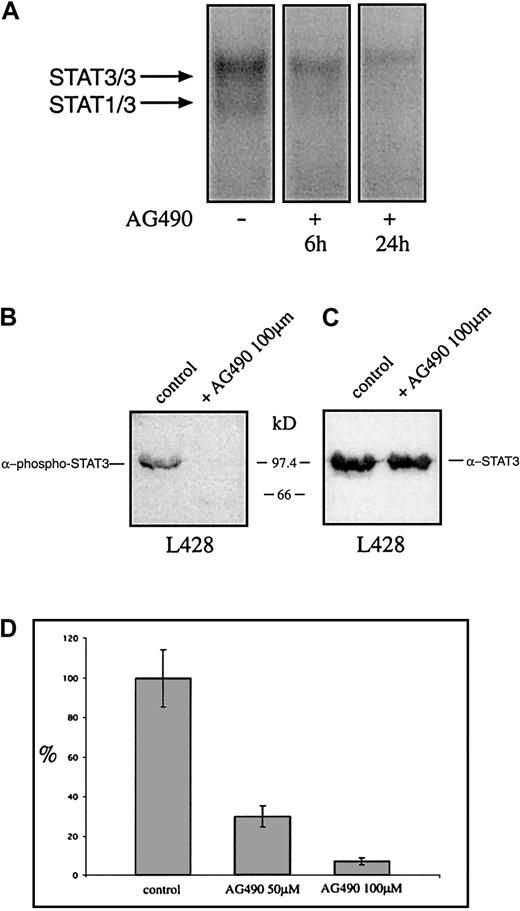 Fig. 7. The tyrphostin AG490 inhibits constitutive activation of STAT3 and proliferation of the HD cell line L428. / (A) Inhibition of STAT3-DNA binding by the tyrphostin AG490. L428 cells were cultured as described in “Materials and methods.” The cells were incubated in 0.1% DMSO (control, nuclear extract isolated after 24 hours) or 50 μM AG490 (nuclear extract isolated after 6 and 24 hours). Five micrograms of protein of each probe was analyzed in a gel retardation experiment using radiolabeled oligonucleotides containing the consensus STAT1/3 binding sites as described in the legend to Figure 1. The positions of the STAT3/3 homodimer and the STAT1/3 heterodimer are indicated by arrows. (B) Western blot analysis of phosphorylated STAT3. Nuclear extracts (20 μg) of each cell line were analyzed in a 10% SDS-polyacrylamide gel, transferred to a nylon membrane, incubated with an antibody specific for phosphorylated STAT3, and visualized by ECL. (C) Western blot analysis of unphosphorylated STAT3. The same nylon membrane as in panel B was stripped and reprobed with an antibody specific for STAT3 and the protein was visualized by ECL. (D) Inhibition of proliferation of L428 cells by the tyrphostin AG490. The cells were incubated for 3 days in 0.1% DMSO (control) or 50 μM or 100 μM AG490. Sixteen hours before harvest 0.4 μCi/well3H-thymidine was added to the cells. The results are shown as relative inhibition of proliferation. The proliferation of L428 cells was not affected by DMSO.