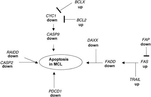 Fig. 3. Apoptotic pathways disrupted in MCL as detected by microarray analysis and confirmed by real-time PCR. / Expression of several genes acting in concert to regulate the balance between proliferation and programmed cell death are altered in MCL as compared to nonmalignant HLs. The down-regulation of FADD causes a blockade of the FAS-FADD apoptotic pathway leading to secondary changes in expression of proapoptotic genes. In addition, PDCD1 and RAIDD, which can directly induce apoptosis, are markedly down-regulated in MCL.