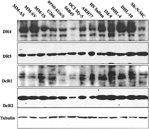 Fig. 6. Western blot analysis of TRAIL receptor expression in MM and NHL B-cell lines. / Western blot analysis for DR4 and DR5 death-signaling and DcR1 and DcR2 “decoy” TRAIL receptors was performed in lysates derived from 10 MM cell lines (MM-AS, MM-SV, MM-1S, U266, RPMI-8226/S, S6B45, OCI My-5, ARH-77, HS Sultan, and IM-9) and 2 NHL B-cell lines (DHL-4 and DHL-10). SK-N-MC Ewing sarcoma cells served as a positive control. Tubulin detection was used to confirm equal protein loading.