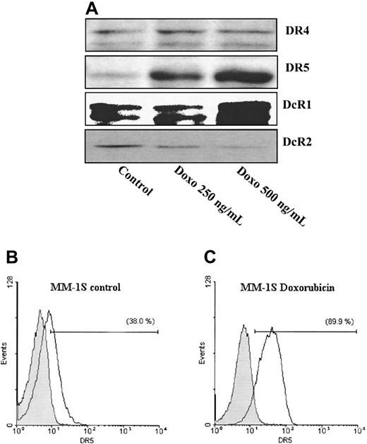 Fig. 9. Doxorubicin up-regulates DR5 expression of MM-1S cells. / Immunoblotting analysis (A) of Dox-treated (250 or 500 ng/mL) MM-1S cells reveals dose-dependent up-regulation of DR5 expression, confirmed by flow cytometry (B). Dox also induces a small increase in DcR1 and decrease in DcR2 expression, by immunoblotting analysis (A).