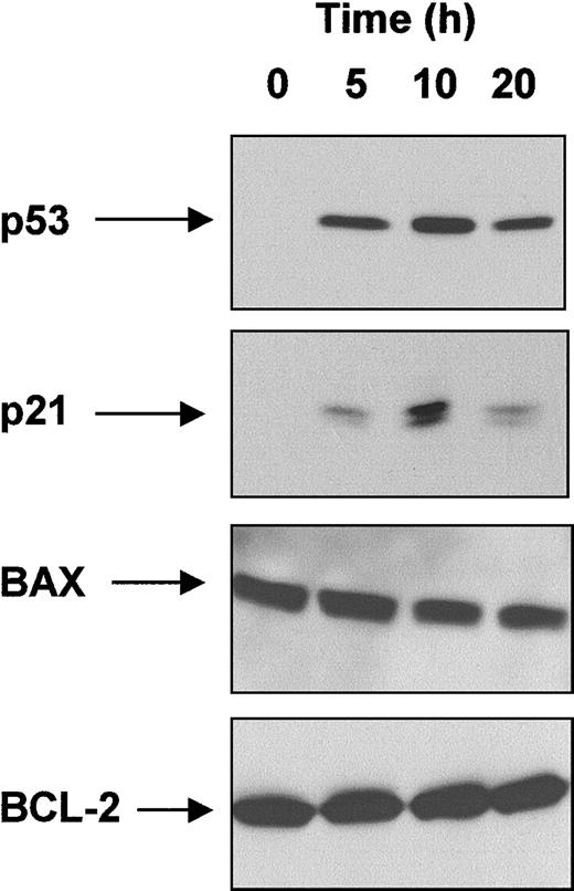 Fig. 1. Effect of IR on p53, p21, BAX, and BCL-2 levels. / Radiosensitive CLL cells from a single patient with wild-type p53 were exposed to γ-radiation (5 Gy) and lysed at the time points shown. Protein extracts were subjected to SDS-PAGE and Western blot analysis, as described in “Patients, materials, and methods.”