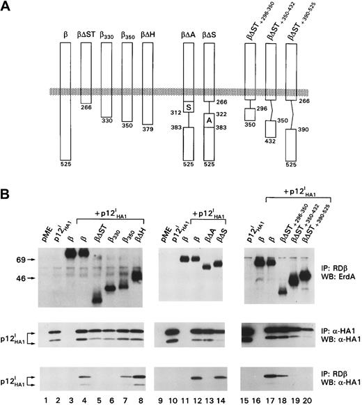 Fig. 1. The p12I protein binds the acidic region of IL-2R β between residues 330 and 350. / (A) Schematic representation of the IL-2R β-chain truncation and deletion mutants. Middle panels show controls for expression of the IL-2R β truncation mutants and p12I. (B) Coprecipitation of p12I with the IL-2R β mutants. IP indicates immunoprecipitation; WB, Western blot.