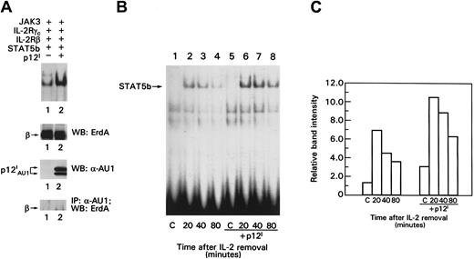 Fig. 2. The p12I protein increases STAT5b DNA binding and does not interfere with STAT5b degradation. / (A) EMSA of lysates from COS-7 cells. Top panel shows control for the amount of IL-2R β expression on Western blot analysis, analysis of p12I expression by Western blotting, and p12Iand IL-2R β chain coprecipitation. (B) Transfected cells were pulsed with 10 nM IL-2 for 20 minutes, washed, incubated in medium without IL-2 for the indicated times, lysed, and processed for EMSA as in Figure 2A. (C) Graph shows quantitation of the data in Figure 2B, obtained by using a PhosphorImager (Molecular Dynamics, Sunnyvale, CA). C indicates control; IP, immunoprecipitation; WB, Western blot.