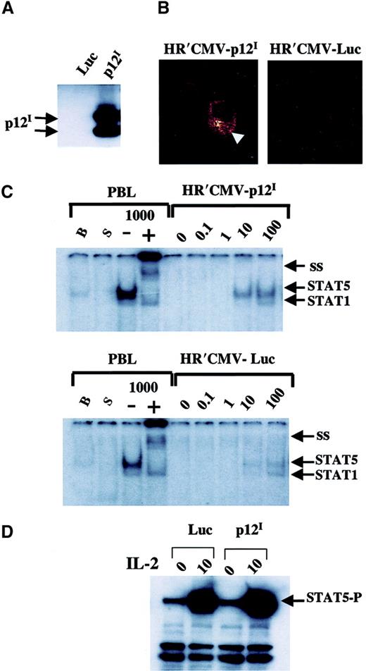 Fig. 4. HR′CMV p12Itransduction in primary PBMCs increases STAT5 activation. / (A) The HR′CMV p12I and HR′CMV-Luc constructs were transfected in 293T cells and protein extracts subjected to immunoprecipitation and Western blot analysis using αHA1 Ab. (B) Confocal immunofluorescence of PBMCs after infection with pseudotype viruses expressing either Luc or p12I. (C) Increased STAT5 DNA binding was indicated by EMSA. STAT5 DNA binding activity was measured by using a 32P-labeled β-casein GAS element. B indicates basal STAT5 activity; S, starved for serum and IL-2 overnight; minus sign, no Ab to STAT5 after pulse with 1000 U IL-2; plus sign, Ab to STAT5 was added; and 1000, pulse with 1000 IU IL-2. Cells were pulsed with various amounts of IL-2 (0, 0.1, 1, 10, and 100 IU/mL) as indicated. (D) Western blot analysis using a phospho-STAT5–specific Ab was done on the same cellular extracts used in the gel-shift assay.
