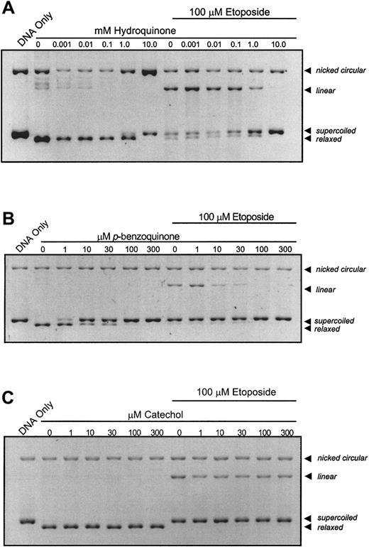 Fig. 1. Catalytic inhibition of topo II and abrogation of etoposide-stabilized, enzyme–DNA complexes by hydroquinone,. / p-benzoquinone, and catechol. The pBR322 plasmid DNA (300 ng) was combined with topo II (6 U) following a 10-minute incubation with compound at indicated concentrations in the absence or presence of 100 μM etoposide. The dose-dependent loss of the relaxed band is indicative of inhibition of overall topo II catalytic activity. Although etoposide alone stabilizes enzyme-linked DNA complexes (indicated by the linear band), coincubation with increasing hydroquinone (A) and p-benzoquinone (B) concentrations antagonizes this effect in a dose-dependent fashion, whereas catechol (C) does not.