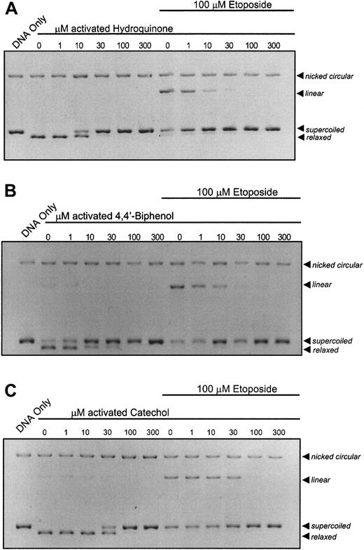 Fig. 2. Enhancement of the catalytic inhibition of topo II by hydroquinone; 4,4′-biphenol; and catechol following peroxidase activation. / The pBR322 plasmid DNA (300 ng) was combined with topo II (6 U) following a 10-minute incubation with activated compound (1, 10, 30, 100, 300 μM) in the absence or presence of 100 μM etoposide. (A) DNA cleavage assay performed with peroxidase-activated hydroquinone. (B) DNA cleavage assay performed with peroxidase-activated 4,4′-biphenol. (C) DNA cleavage assay performed with peroxidase-activated catechol. All samples, including untreated controls, contain identical concentrations of activating agents. Reactions were interpreted as described in Figure 1.