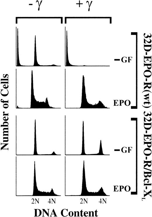 Fig. 1. DNA damage specifically induces a G2/M-phase arrest in the absence of cytokine treatment. / 32D cells expressing EPO-R(wt) or cells expressing both EPO-R(wt) and Bcl-XL (32D–EPO-R/BclXL) were cultured in medium lacking cytokine growth factors (−GF) or with 5 U/mL EPO. Subsequently, cultures were exposed to 4 Gy γ-IR (+γ) or were left untreated (−γ). Thirty-three hours after irradiation, cells were stained with PI and analyzed by FACS.
