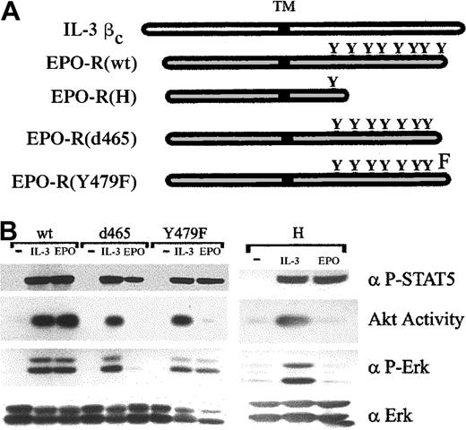 Fig. 2. Signaling activities of wild-type and mutant cytokine receptors. / (A) Structures of wild-type and mutant receptors are diagrammed. Positions of the transmembrane domain (TM) and phosphorylatable tyrosine (Y) are indicated. (B) 32D cells stably expressing wild-type (wt) or mutated EPO-R were left unstimulated (−) or were stimulated with 1.4 ng/mL IL-3 or 5 U/mL EPO for 8 minutes. Akt catalytic activity was assayed from cell lysates in an in vitro kinase assay (see “Materials and methods”). Alternatively, whole cell lysates were Western blotted with anti–phospho-Erk (α P-Erk) or anti–phospho-Stat-5A/B (α P-STAT5) antibodies. As a control for loading, lysates were probed with anti-Erk2 (α Erk) antiserum.