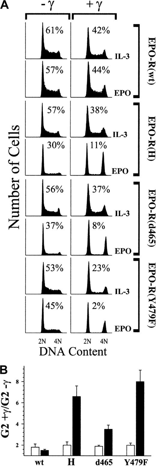 Fig. 3. The p85 recruitment site of EPO-R is required for EPO-dependent suppression of γ-IR–induced cell-cycle arrest. / (A) 32D cells expressing wild-type (wt) or mutated EPO-R were cultured in medium that contained either 1.4 ng/mL IL-3 or 5 U/mL EPO. Subsequently, cultures were exposed to 4 Gy γ-IR (+γ) or were left untreated (−γ). Twenty-four hours after irradiation, cells were stained with PI and analyzed by FACS. Before PI staining, the viability of the cells was determined by trypan blue exclusion and was 94% or greater in all experiments. Percentage of S-phase cells is indicated for each culture. (B) Percentage of G2/M cells in γ-IR–treated cultures versus nonirradiated cultures shown in panel A was determined, and the fold increase in G2/M was calculated (G2+γ/G2−γ). Values presented represent the average of 3 independent experiments. Similar results were obtained with at least 3 independent clones of each cell type. ▪, EPO; ■, IL-3.