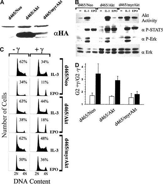 Fig. 7. Expression of constitutively active Akt in 32D–EPO-R(d465) restores the ability of EPO to override γ-IR–induced growth arrest. / (A) Whole cell lysates of 32D–EPO-R(d465) clones stably expressing a Neo control plasmid, wild-type Akt, or myrAkt were Western blotted with anti-HA (αHA) antibodies. (B) Cells were left unstimulated (−) or were treated with IL-3 (1.4 ng/mL) or EPO (5 U/mL) for 8 minutes. Akt catalytic activity was assayed from cell lysates in an in vitro kinase assay (see “Materials and methods”). Alternatively, whole cell lysates were Western blotted with anti–phospho-Stat-5 (α P-STAT5) or anti–phospho-Erk (α P-Erk) antibodies. As a control for loading, lysates were probed with anti-Erk2 antiserum (α Erk). (C) Cells were cultured in medium containing either 1.4 ng/mL IL-3 or 5 U/mL EPO. Subsequently, cultures were exposed to 4 Gy γ-IR (+γ) or were left untreated (−γ). Twenty-four hours after irradiation, cells were stained with PI and analyzed by FACS. Before PI staining, cell viability was determined by trypan blue exclusion and was 80% or greater in all experiments. Percentage of S-phase cells is indicated for each culture. (D) Percentage of G2/M cells in γ-IR–treated cultures versus nonirradiated cultures shown in panel C was determined, and the fold increase in G2/M was calculated (G2+γ/G2−γ). Values presented represent the average of 3 independent experiments. Similar results were also obtained from polyclonal populations of each cell type. ■, IL-3; ▪, EPO.