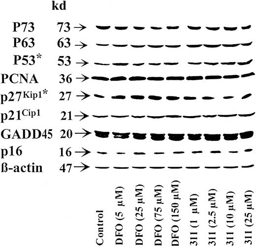 Fig. 7. Effect of DFO and 311 concentration on cyclin-dependent kinase inhibitors and other cell-cycle inhibitory molecules. / The SK-N-MC neuroepithelioma cell line or SH-SY-5Y neuroblastoma cell line* was incubated for 30 hours at 37°C with DFO (5-150 μM) or 311 (1-25 μM). Western blot analysis was then performed, as described in “Materials and methods.” Results shown are representative of 3 to 5 separate experiments performed.