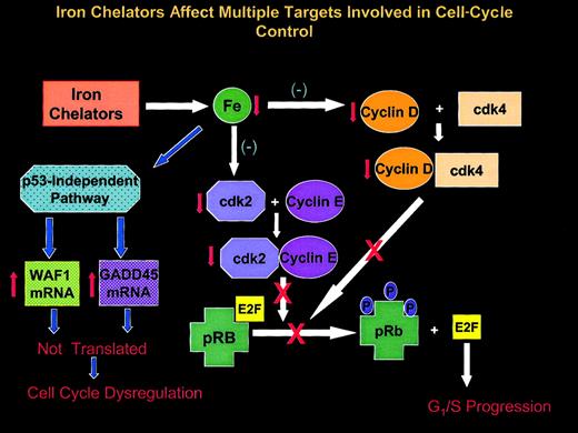 Fig. 9. Schematic illustration showing multiple effects of Fe chelators on the expression of molecules involved in cell-cycle control. / Iron chelators deplete intracellular Fe pools that can lead to a number of effects. In SK-N-MC neuroepithelioma cells, these compounds act through a p53-independent pathway to markedly increase the levels ofWAF1 and GADD45 mRNAs. However, the mRNAs of these cell-cycle inhibitory molecules are not efficiently translated, leading to possible cell-cycle dysregulation. Iron chelation also markedly reduces the expression of cyclins D1, D2, and D3, each of which forms a complex with cyclin-dependent kinase 4 (cdk4). The cyclin D-cdk4 complex is involved in progression through the G1phase and the phosphorylation of the retinoblastoma susceptibility gene product (pRb). Phosphorylation of this latter molecule is required for it to release the E2F family of transcription factors critical for the transcription of genes essential for cell-cycle progression. Chelators also depress the expression of cdk2, which combines with cyclin E to further phosphorylate pRb that is essential for G1/S progression (see “Discussion” for further details).