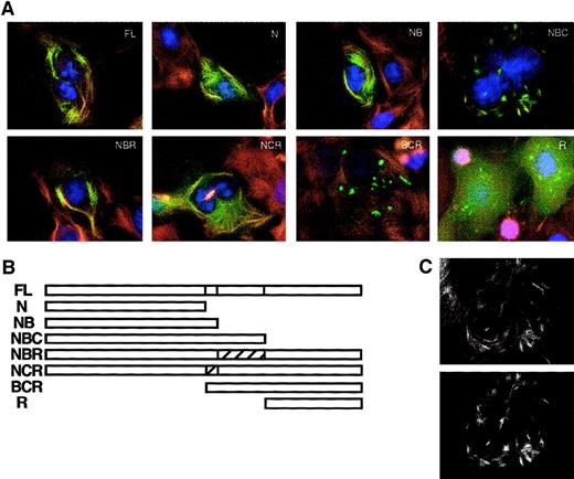 Fig. 6. Analysis of the effects of pyrin domain deletions on colocalization with microtubules. / (A) Cos-7 cells were transfected with plasmids encoding GFP-pyrin deleted for one or more domains. Cells were treated with 10 μM paclitaxel before fixing. Microtubules were detected with mouse anti–β-tubulin antibody and rhodamine-labeled secondary antibody. FL indicates full-length pyrin; N, amino acids 1 to 374 of pyrin (N-terminal domain); NB, amino acids 1 to 407 of pyrin (N-terminal plus B-box zinc finger); NBC, amino acids 1 to 576 of pyrin (N-terminal, B-box zinc finger and coiled-coil); NBR, amino acids 1 to 407, 577 to 781 of pyrin (N-terminal, B-box zinc finger, RFP domain); NCR, amino acids 1 to 374, 408 to 781 of pyrin (N-terminal, coiled-coil, RFP); BCR, amino acids 374 to 781 of pyrin (B-box zinc finger, coiled-coil, RFP); R, amino acids 577 to 781 of pyrin (RFP domain). (B) Schematic of deletion/truncation series. (C) NBC construct with altered microtubule appearance shows colocalization of microtubules (upper panel) with GFP signal (lower panel). Magnification × 1000.