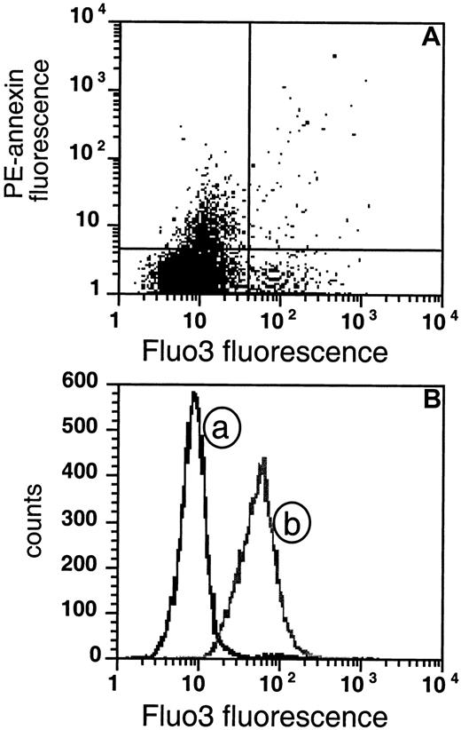 Fig. 7. PS-exposing cells do not show sustained high intracellular Ca++. / (A) The extent of AV fluorescence is compared with Fluo3 fluorescence in sickle RBCs. The cells were loaded with Fluo3-AM for 1 hour and subsequently labeled with biotin-AV and PE-SA (data are shown for 1 experiment that was typical of 5 similar experiments). (B) The distribution of the same sickle cells as in panel A is plotted as a function of Fluo3 fluorescence (curve a) and compared with the distribution of cells loaded in vitro with Ca++ by incubation with the calcium ionophore A23187 in presence of 2 mM CaCl2 (curve b).