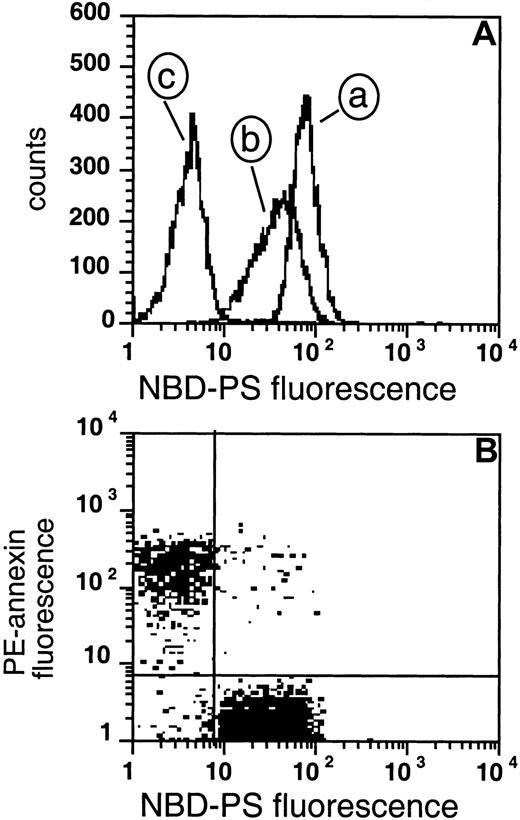 Fig. 8. Measurement of flipase activity and PS exposure. / (A) The fluorescence of cells loaded with NBD-PS for 1 hour (curve a), followed by back-extraction with BSA (curve b), or NEM-treated RBCs loaded with NBD-PS followed by back-extraction (curve c). (B) Two cell populations were mixed prior to labeling: 20% of the cells were PS-exposing after NEM treatment and loading with Ca++followed by removal of ionophore and Ca++, and 80% were normal control RBCs. These cells were labeled with PE-SA/biotin-AV, and subsequently incubated with NBD-PS, followed by back-extraction with BSA.