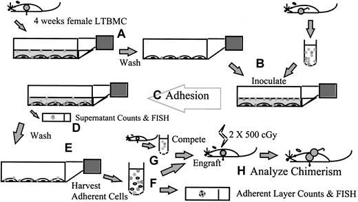 Fig. 1. A schematic summary of the adhesion assay. / LTBMCs are established from female BALB/c mice and maintained for 4 weeks. (A) The supernatant cells are removed and the stromal layers washed. (B) Fresh male BALB/c marrow is harvested into LTBMC medium and inoculated onto the pre-established stromal layers. (C) The cultures are incubated for the adhesion step, during which time any experimental manipulations to explore the in vitro homing process can be carried out. (D) After the adhesion time, the supernatant media and cells are removed and counted; samples can be taken for fluorescence in situ hybridization (FISH) for other analyses. (E) The stromal layers are washed; then the adherent cells are harvested by mechanical dissociation and studied. (F) Cells are counted, and the percentage of male cells in the adherent layer is determined by FISH. (G) Cells are transplanted into lethally irradiated female BALB/c recipients, in competition with freshly harvested female marrow. (H) The percentage of male chimerism in female recipients is used to determine the engraftment capability of adherent male cells.