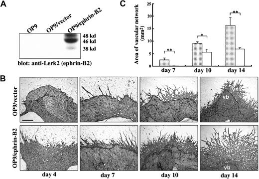Fig. 1. OP9/ephrin-B2 enhanced vascular network formation from E9.5 P-Sp explants. / (A) OP9 cells were stably transfected with expression plasmid DNA pCAGneo–ephrin-B2 (OP9/ephrin-B2) or expression vector pCAGneo alone (OP9/vector), and individual G418-resistant clones were selected. To check protein expression, cells were lysed in a lysis buffer, and an equal amount of each sample was subjected to SDS-PAGE and immunoblotted by anti–Lerk-2 PolyAb. (B) P-Sp explants were cocultured with OP9/ephrin-B2 or OP9/vector stromal cells. After the indicated period, the cultures were immunostained by anti–PECAM-1/CD31 MoAb. The formation of vascular networks was enhanced more on the OP9/ephrin-B2 stromal cells than on OP9/vector stromal cells; vb indicates vascular bed; vn, vascular network. The bar indicates 500 μm (day 4 and day 7) and 200 μm (day 10 and day 14). The dotted line indicates the border of vascular bed and vascular network. (C) Quantitative analysis of vascular network area by NIH Image software. The results represent the mean ± SD of triplicate cultures. ░, OP9/ephrin-B2; ■, OP9/vector; *P < .05; **P < .01.