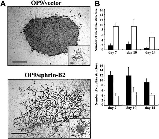 Fig. 3. OP9/ephrin-B2 promoted EC sprouting in cultures using dissociated cells from P-Sp explants. / The E9.5 P-Sp region was dissociated enzymatically and cocultured with OP9/ephrin-B2 (▪) or OP9/vector (■) stromal cells in the presence of SCF and VEGF. Immunostaining by anti–PECAM-1 MoAb was performed at the indicated times. (A) The PECAM-1+ ECs formed mostly sheetlike structures on OP9/vector stromal cells (inset shows the cordlike structures in OP9/vector stromal cells), whereas the PECAM-1+ ECs formed cordlike structures on OP9/ephrin-B2 stromal cells (inset shows the sheetlike structure in OP9/ephrin-B2 stromal cells). The bar indicates 500 μm. (B) The number of sheetlike or cordlike structures on OP9/ephrin-B2 or OP9/vector stromal cells. The results represent the mean ± SD of triplicate cultures.