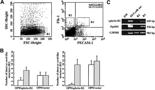 Fig. 4. OP9/ephrin-B2 promoted ECs sprouting from a single EC. / (A) Flk-1+PECAM-1−(R2) and Flk-1+PECAM-1+(R3) cells were sorted from E9.0-9.5 P-Sp regions stained with Flk-1 and PECAM-1 antibodies. (B) The sorted R2 and R3 cells were cocultured with an OP9/ephrin-B2 or OP9/vector in the presence of VEGF for 10 days, and PECAM-1 immunostaining was performed. The cordlike structures (░) from R2 and R3 cells were higher than the sheetlike structure (■) on OP9/ephrin-B2 stromal cells, but almost no difference was seen between the 2 types of structures on OP9/vector stromsl cells. (C) Expression of ephrin-B2 and EphB4 was detected by RT-PCR analysis. Total RNA was extracted from R2 and R3 cells, and the RNA extracted from E9.5 yolk sac was used as a positive control. R3 cells expressed both ephrin-B2 and EphB4, whereas R2 cells did not express either.
