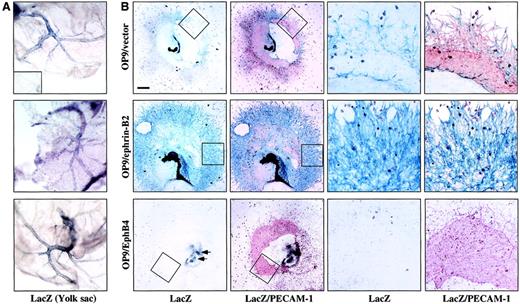 Fig. 6. OP9/ephrin-B2 promoted ephrin-B2+ cell proliferation and sprouting, whereas OP9/EphB4 caused inhibition. / (A) Whole-mount LacZ staining of the E9.0-9.5 yolk sac. The blue color in the vascular region indicates LacZ+ staining. The phenotype in each panel corresponds to panel B. The inset shows LacZ-negative staining in the wild-type yolk sac. (B) E9.5 P-Sp explants of mice heterozygous for ephrin-B2–targeted alleles, in which β-galactosidase (LacZ) expression is under the transcriptional control of ephrin-B2 promoter, were cocultured with OP9/ephrin-B2, OP9/EphB4, or OP9/vector stromal cells for 14 days. LacZ and PECAM-1 staining have shown that the vascular network was formed by LacZ/ephrin-B2 (blue) and/or PECAM-1 (red) double-positive ECs on OP9/ephrin-B2 stromal cells, and almost no LacZ/ephrin-B2+ECs were detected on OP9/EphB4 stromal cells. The vascular network was formed by LacZ/ephrin-B2 (blue) and/or PECAM-1 (red) double-positive ECs and PECAM-1+ cells on OP9/vector stromal cells. The right panels are a higher magnification of the area indicated by the box in the left panels. The bar indicates 1 mm (left panels) and 80 μm (right panels). The arrows on the OP9/EphB4 stromal cell plate indicate where some LacZ+ cells are available.