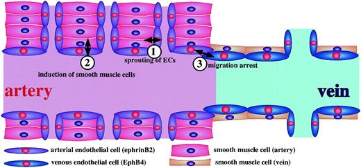 Fig. 8. Model of ephrin-B2–EphB4 signals in vasculoangiogenesis. / (1) Ephrin-B2 on SMCs support proliferation and sprouting of arterial ECs. (2) Ephrin-B2+ ECs promote the recruitment of SMCs near ECs. Molecular cues for such induction are unknown; however, PDGF-BB and TGF-β may be involved in this process. (3) When the ephrin-B2+ ECs (arterial ECs) and EphB4+(venous ECs) face each other at the boundary of a capillary, cell proliferation of ECs may be suppressed, and the migratory ability may be arrested there.