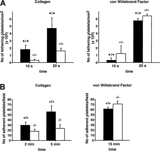 Fig. 2. Adhesion of WT and GPV-deficient platelets to a collagen- or vWF-coated surface. / (A) Fluorescence-labeled anticoagulated whole blood (3.15% trisodium citrate) from GPV null (−/−) or WT (+/+) mice was perfused at 1500 seconds-1 through glass microcapillaries coated with bovine type I collagen or at 3000 seconds-1 through glass microcapillaries coated with bovine vWF. Platelet attachment was continuously monitored by fluorescence videomicroscopy, and the number of platelets adhering to the surface during the first 10 or 20 seconds of flow was determined off-line. Results are the mean values ± SEMs from 3 to 5 separate experiments. (B) Washed platelets from GPV null (−/−) or WT (+/+) mice resuspended in Tyrode-albumin buffer containing apyrase were incubated with collagen- or bovine vWF-coated microslides in the absence of flow. The number of adherent platelets was determined at indicated time points after fixation and labeling with phalloidin-TRITC. Results are the mean values ± SEMs from 3 separate experiments.