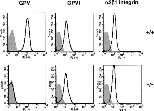 Fig. 6. Flow cytometry analysis of the binding of mAbs to WT and GPV-deficient platelets. / Antibodies against mouse GPV (1C2), GPVI (JAQ1), and α2β1 integrin (HMα2) were incubated with washed platelets from GPV null (−/−) and WT (+/+) mice, and their binding was quantified by flow cytometry. Analysis of the FL1 histograms confirmed a lack of GPV on GPV null platelets, whereas GPVI and the α2β1 integrin were expressed at similar levels on WT and GPV-deficient platelets.