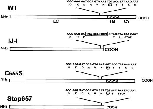 Fig. 1. Schematic representation of the structures of normal GPIIIa (WT) and GPIIIa in IJ-1, C655S, and Stop657 mutants. / Extracellular (EC), transmembrane (TM), and cytoplasmic (CY) domains are depicted. Nucleotide and amino acid sequences are shown. C/S at 655 is circled, and the 11-bp deletion of IJ-1 mutation is boxed.